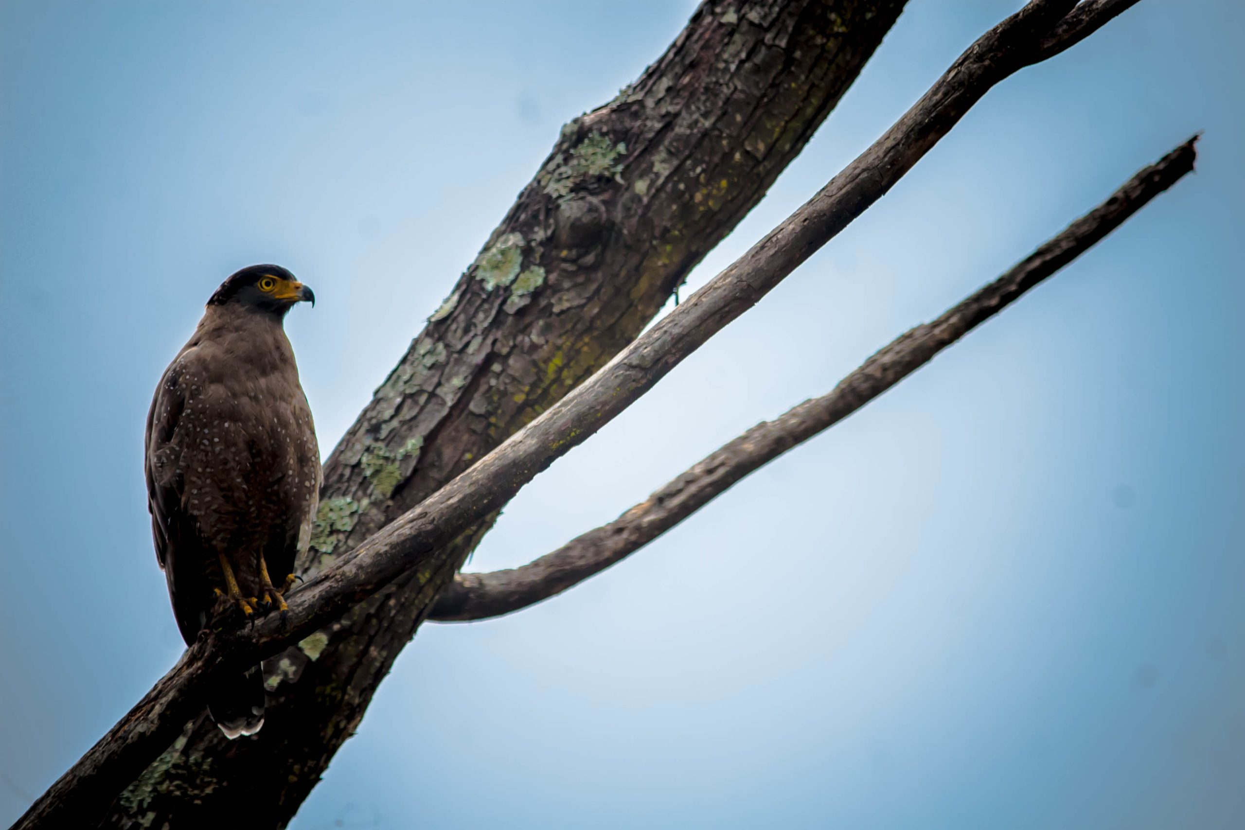 Biodiversity, SDGs, NbS and Policy