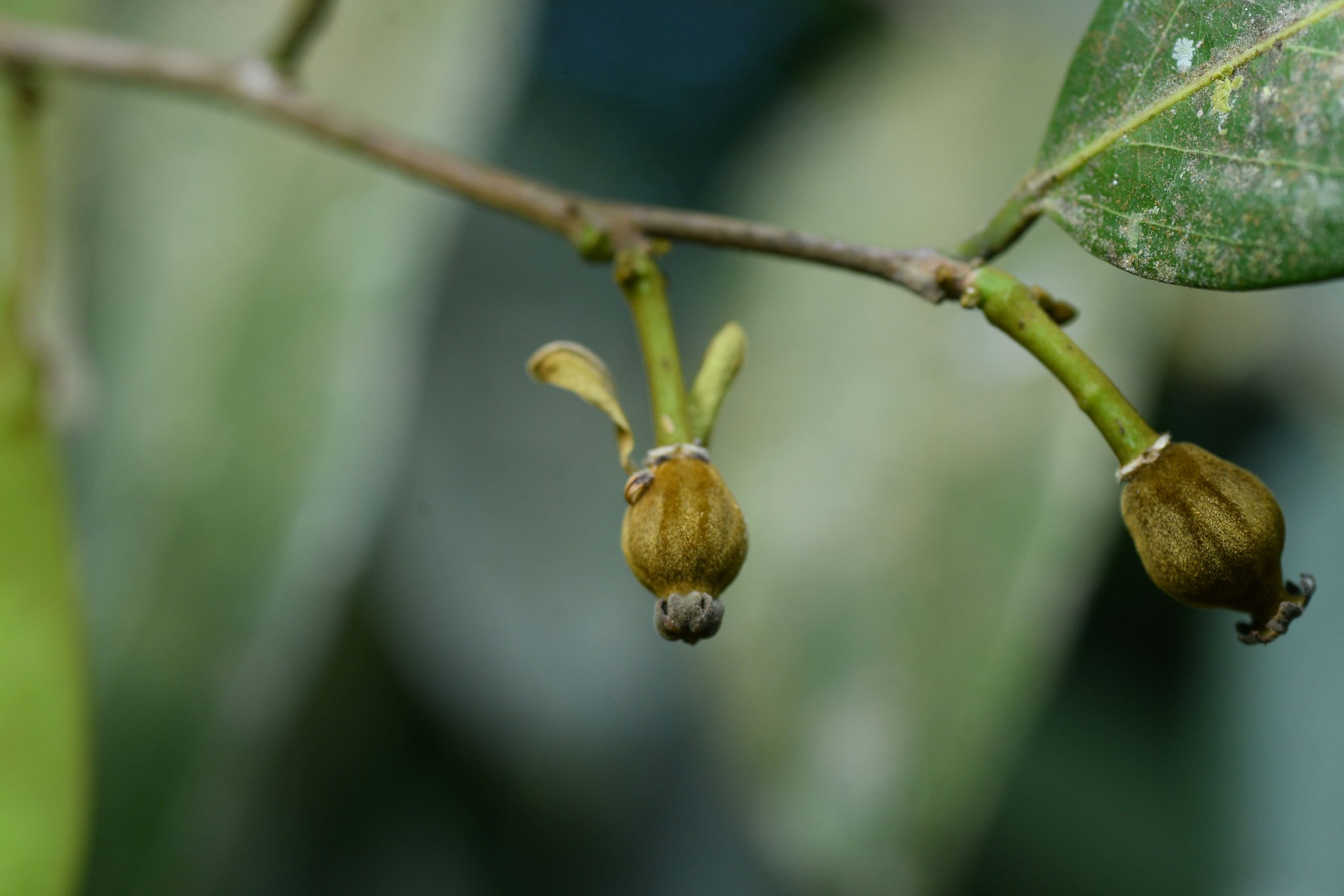 Threatened Plants and IUCN Assessment