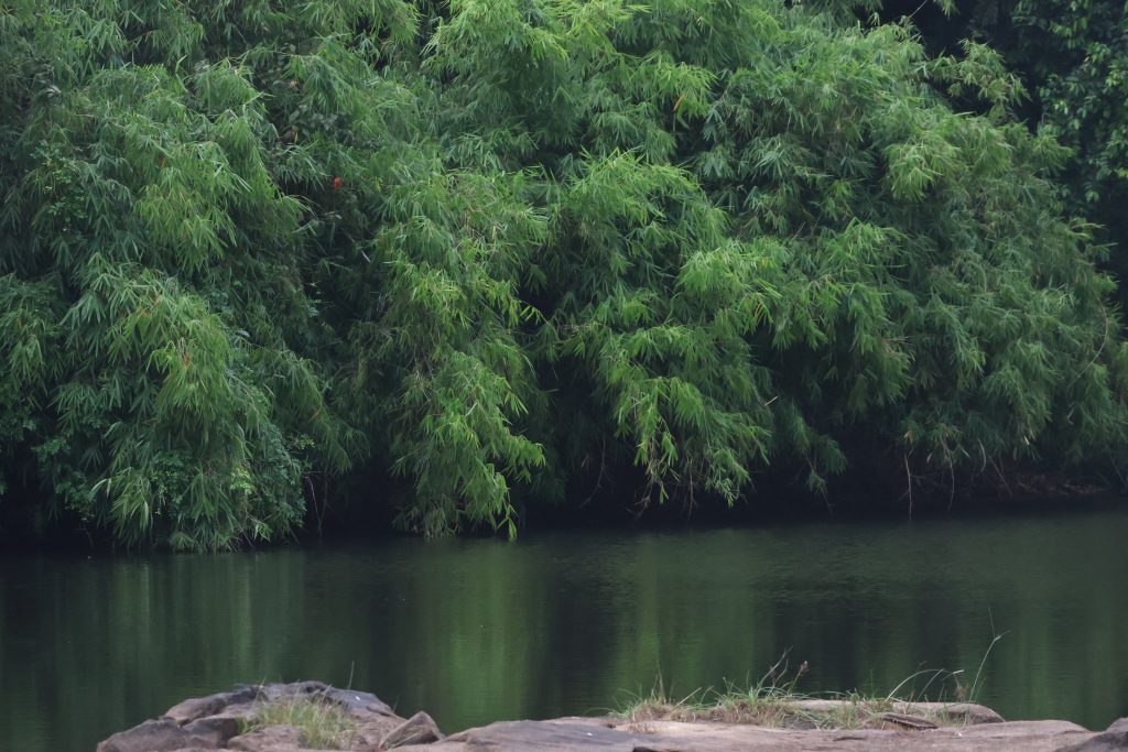 Riparian Forests