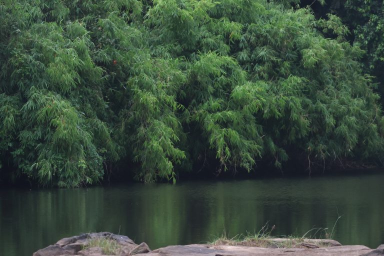 Riparian Forests