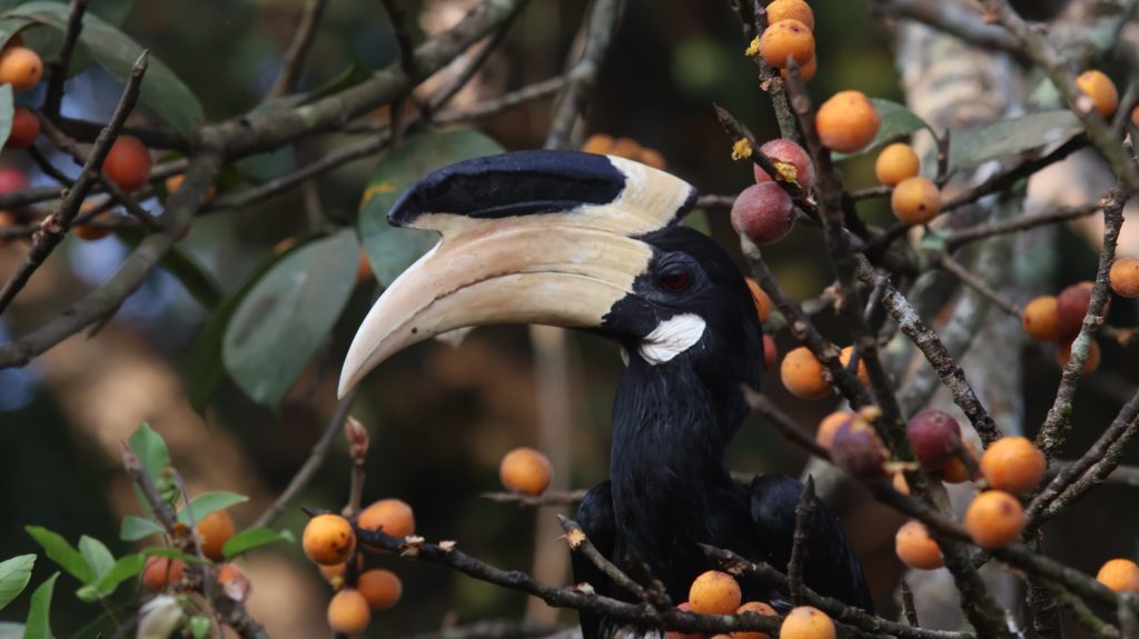 Hornbill Conservation