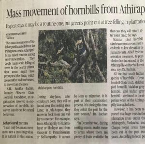 Malabar Pied Hornbills at Athirapilly