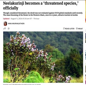 Neelakurinji becomes a ‘threatened species,’ officially