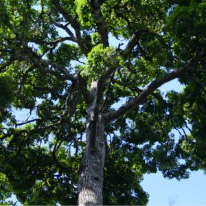 Niche Specific Conservation Plan Preparation