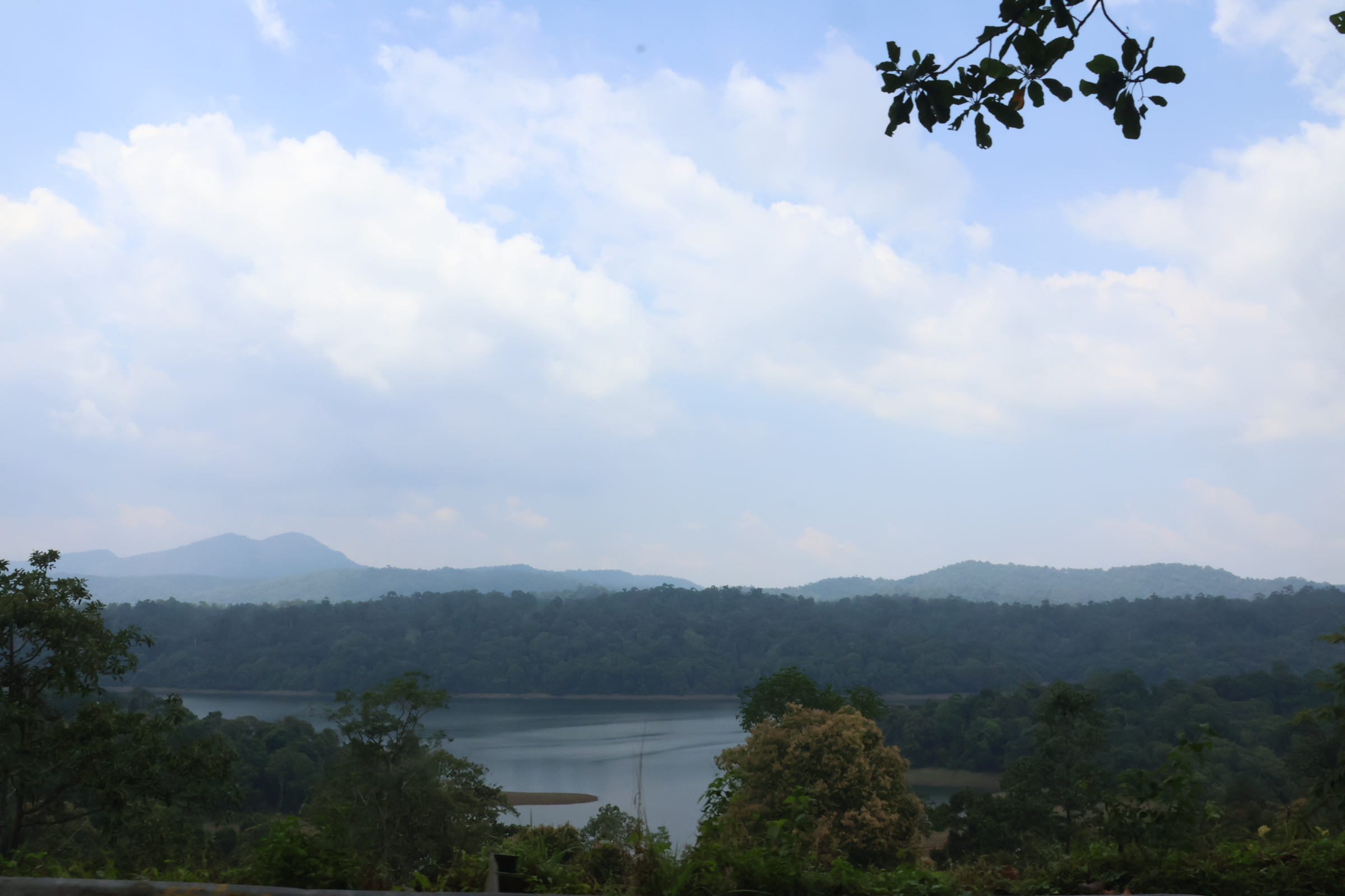 Impacts of dams on riparian vegetation