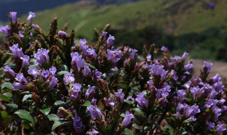 Strobilanthes kunthiana: IUCN Global Red List Assessment