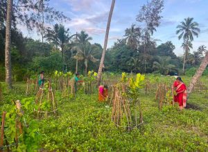 Coastal Vegetation Restoration with MGNREGA Women in Sree Narayanapuram