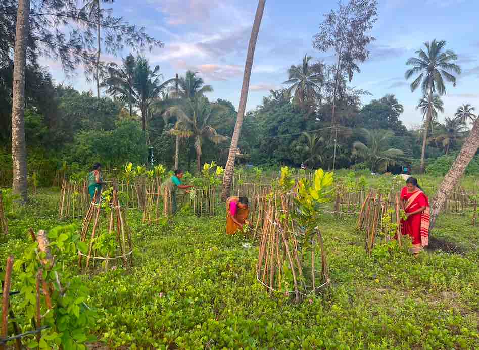 Coastal Vegetation Restoration with MGNREGA Women in Sree Narayanapuram